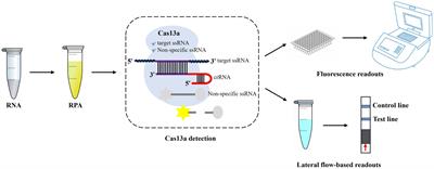 CRISPR-Cas13a-based detection method for <mark class="highlighted">avian influenza virus</mark>